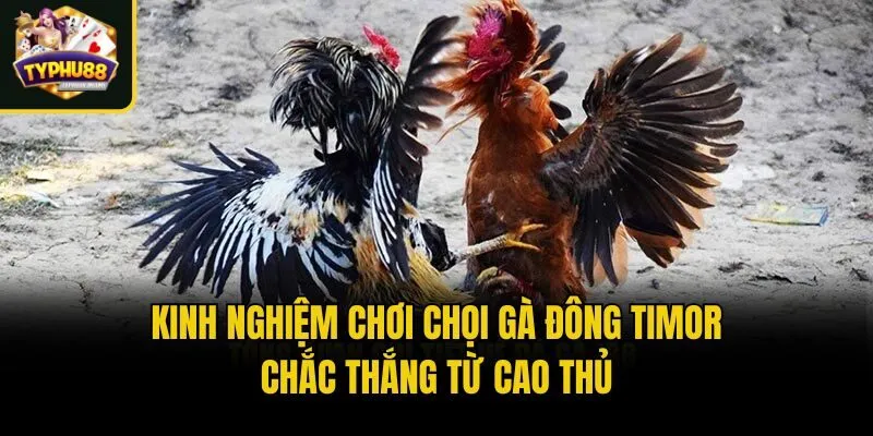 Kinh Nghiệm Chơi Đá Gà Trực Tiếp Đông Timor Từ Cao Thủ